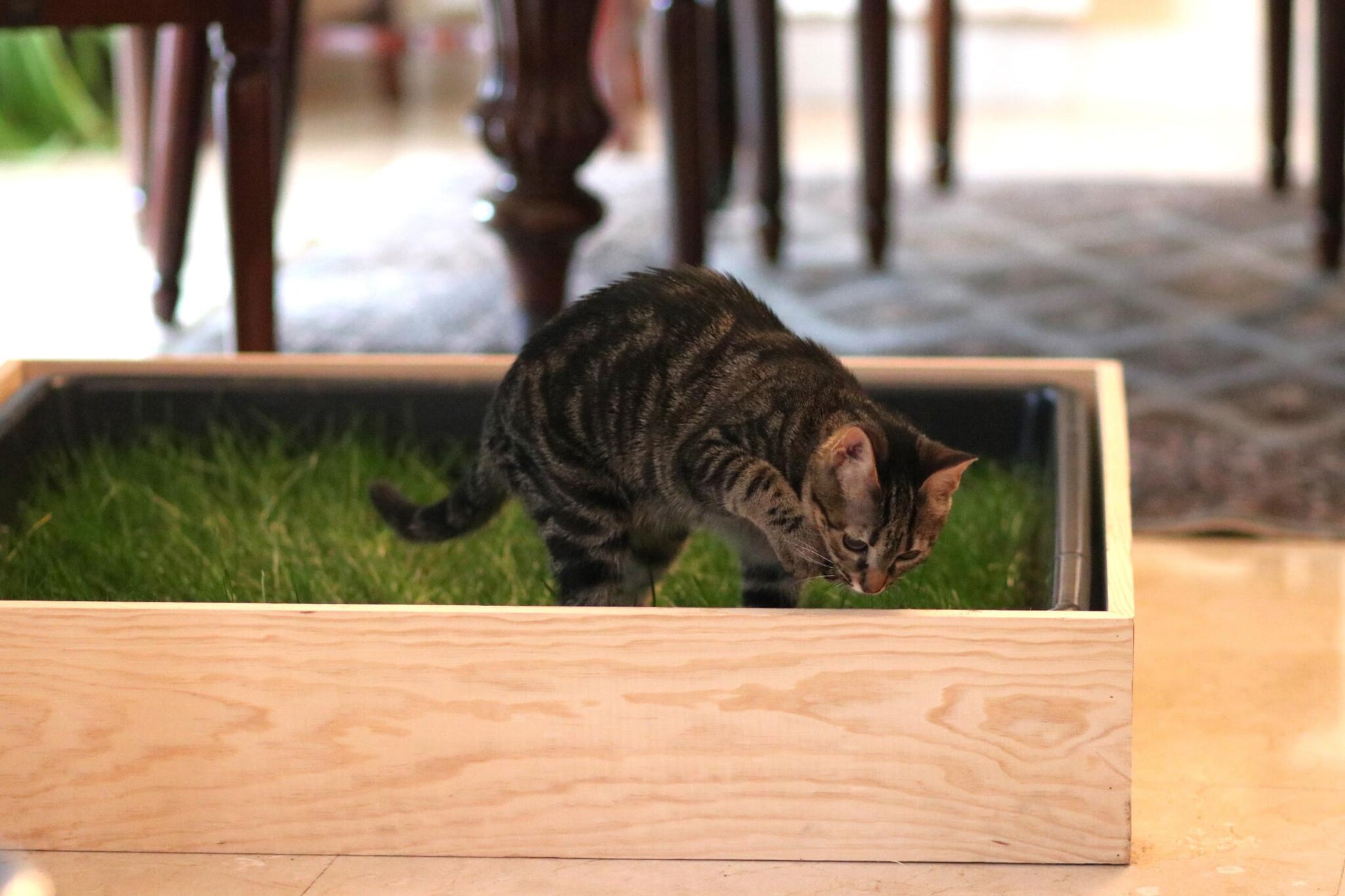 Petground, Cama Para Gatos, Caja De Madera, Accesorio, Mueble S: 69 X 45 Cm_3