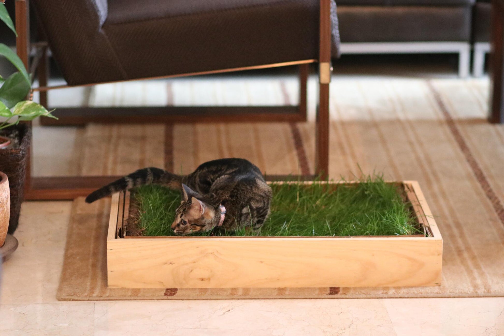 Petground, Cama Para Gatos, Caja De Madera, Accesorio, Mueble Xxl: 92 X 92 Cm_5