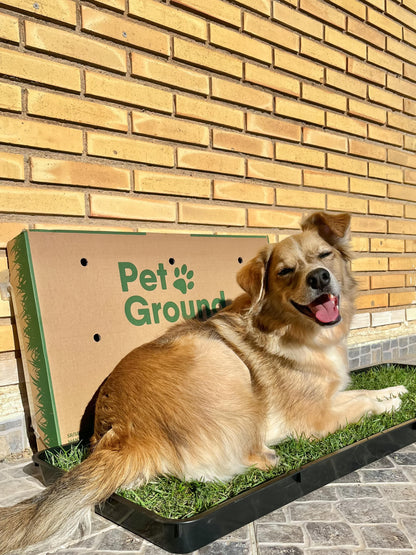 Petground, Cama Para Perros, Empapador, Alfombra Olfativa, Césped Natural, XL_5