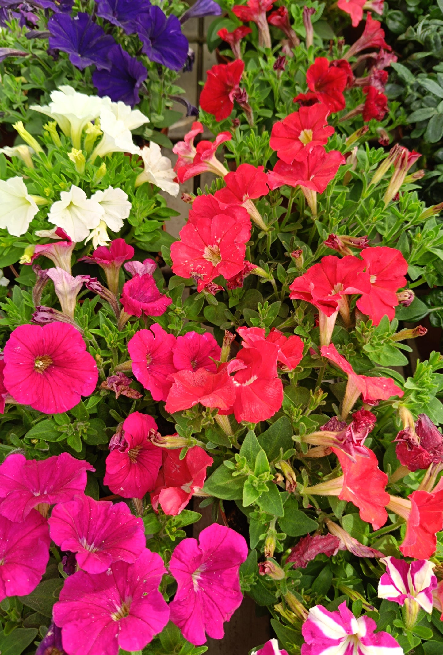 Petunia Mini M13_1