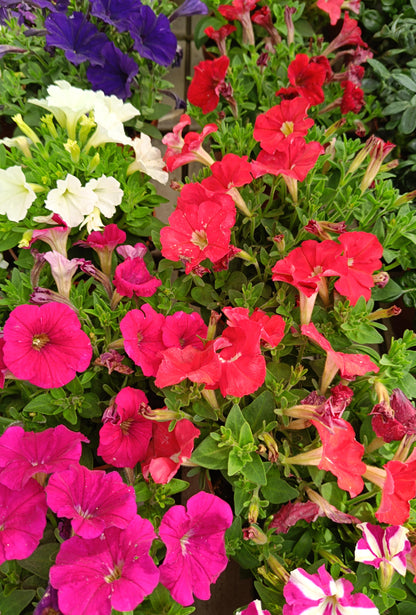 Petunia Mini M13_1