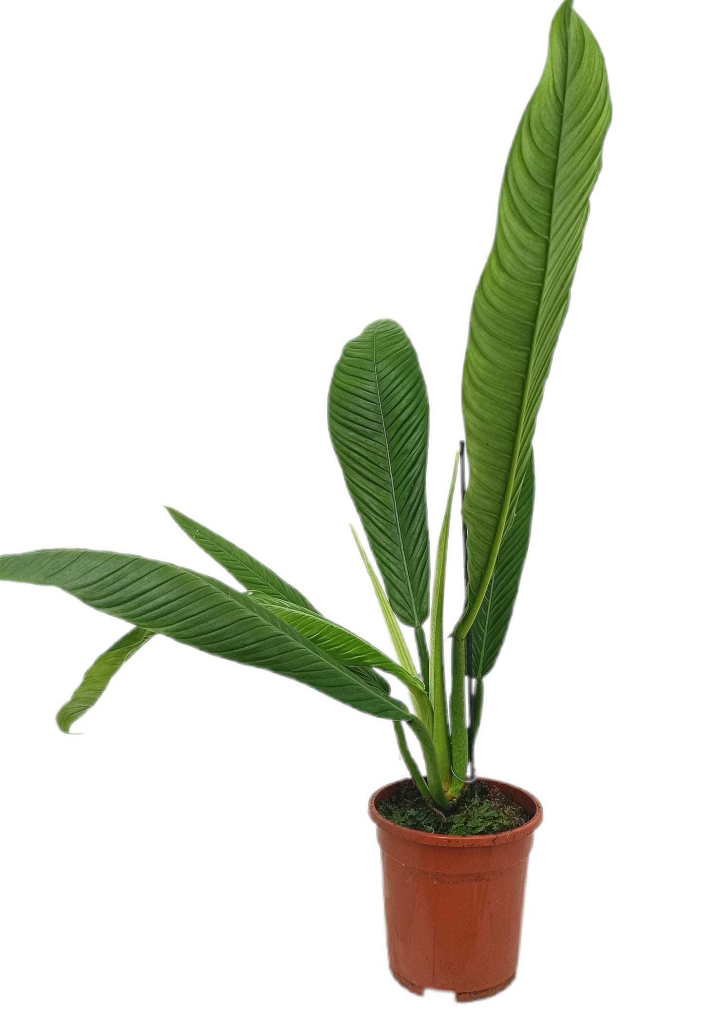 Philodendron Heterocraspedon M17 40-50cm_1