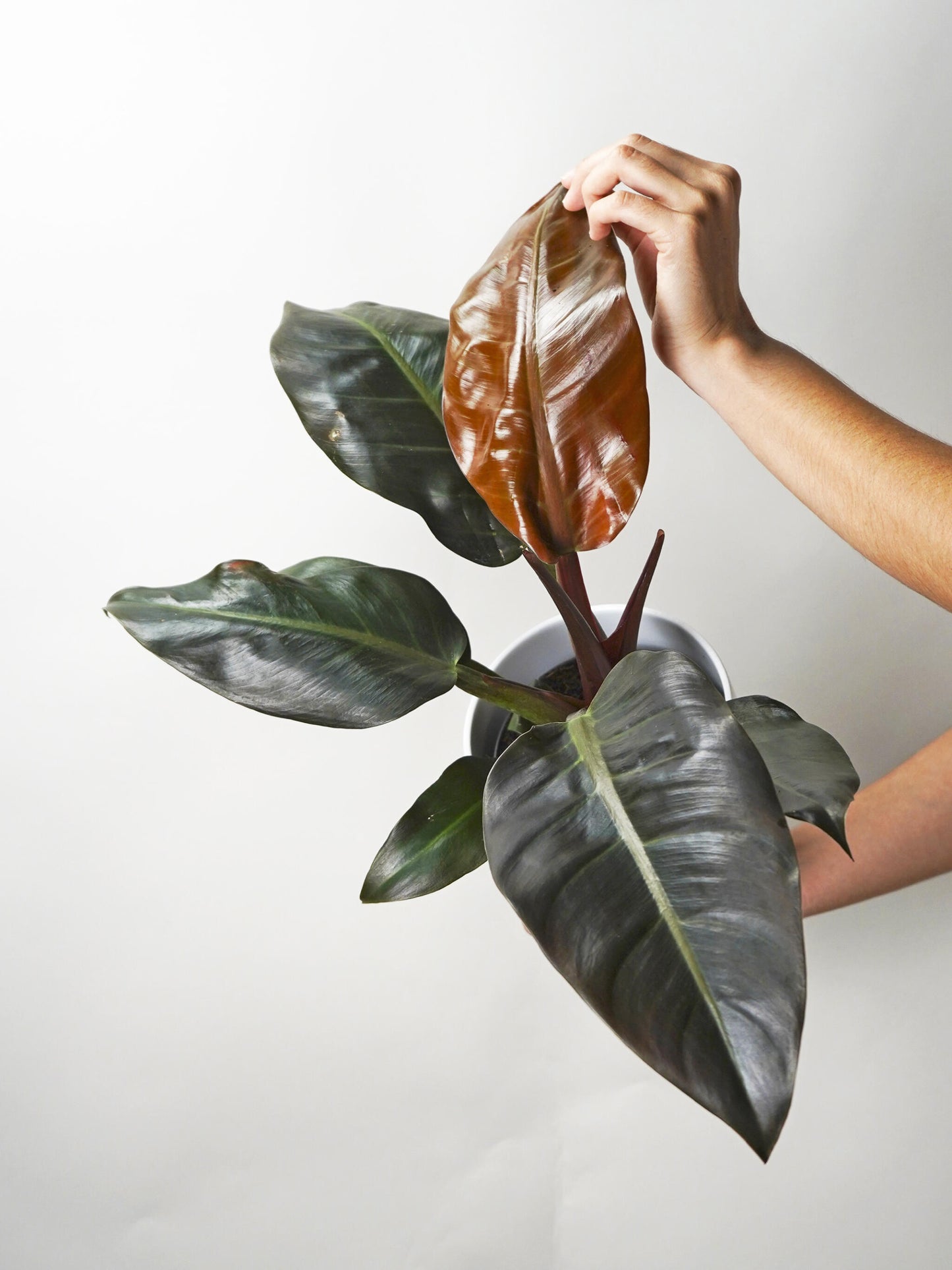 Philodendron Imperial Red_0