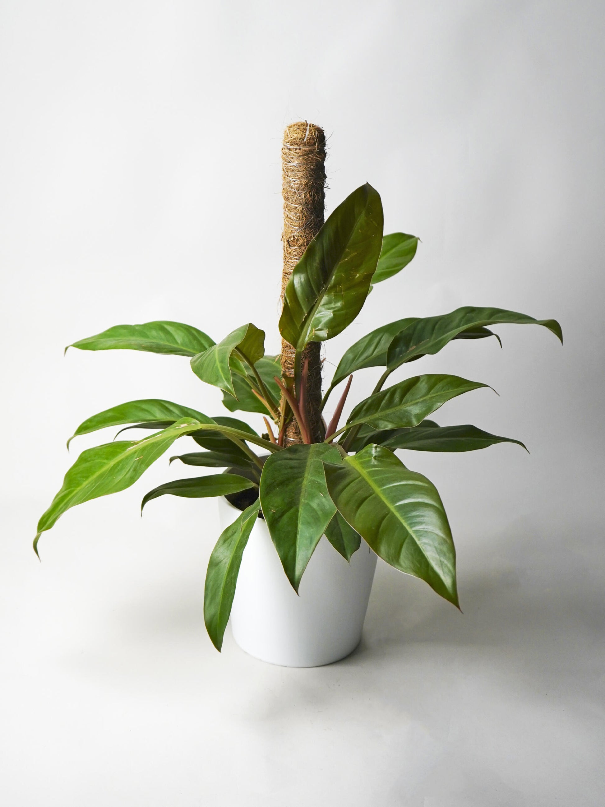 Philodendron Imperial Red_1