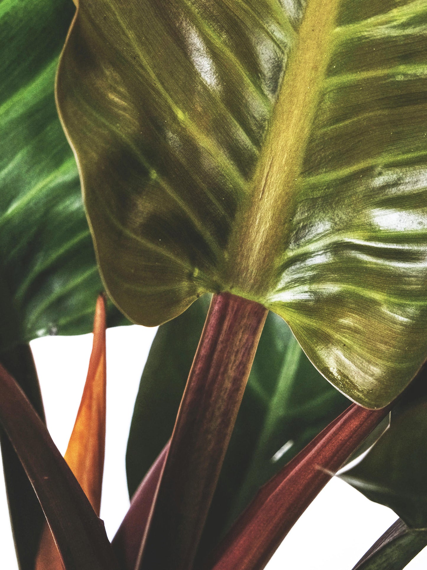 Philodendron Imperial Red_2