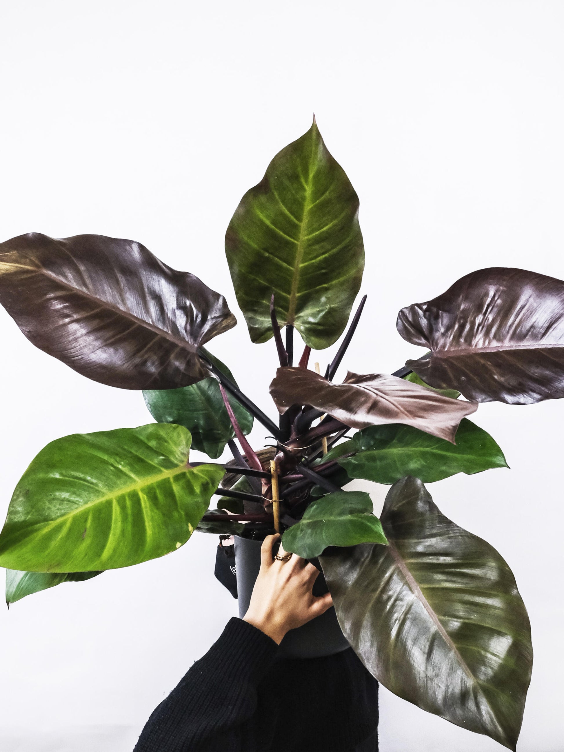 Philodendron Imperial Red_3