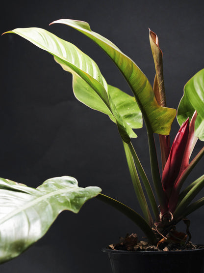 Philodendron Imperial Red_4