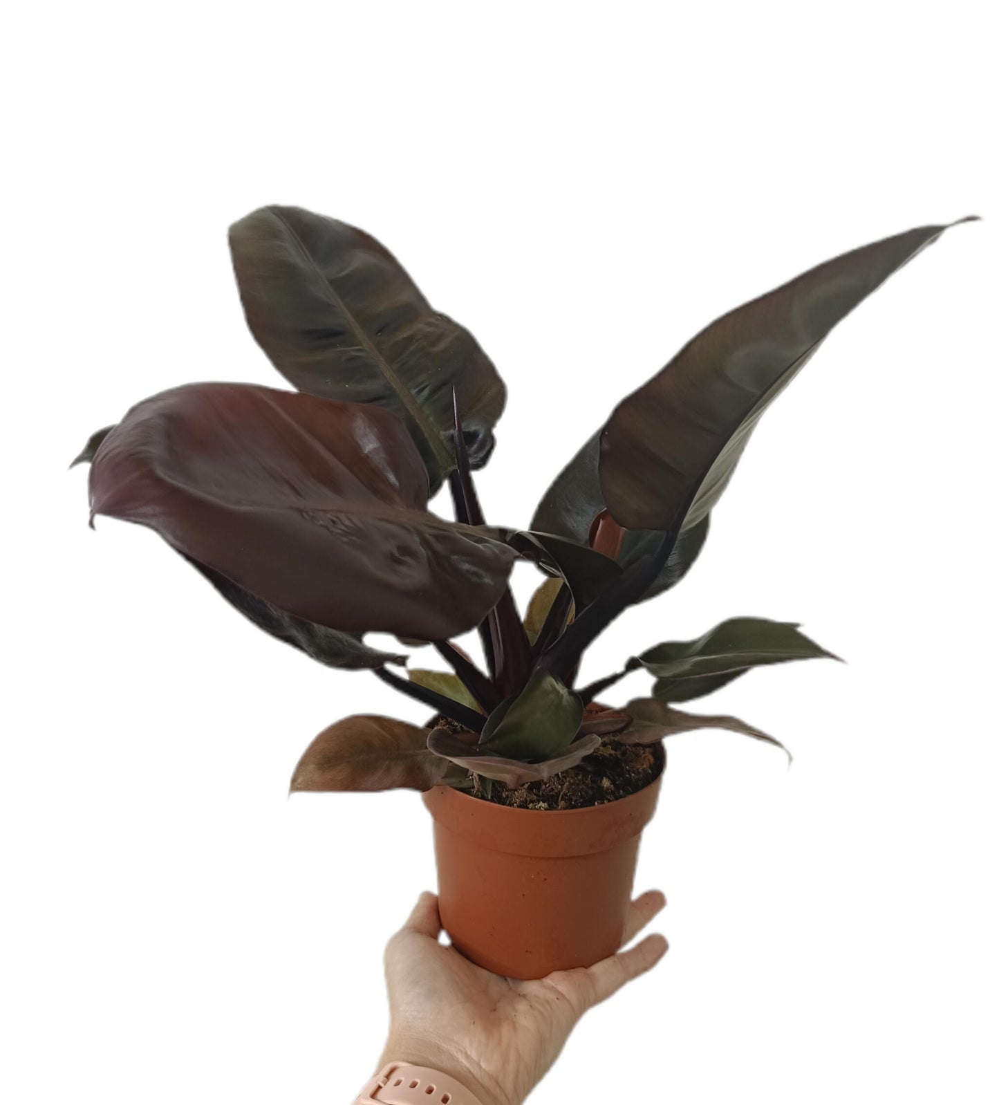 Philodendron Imperial Red M12_0