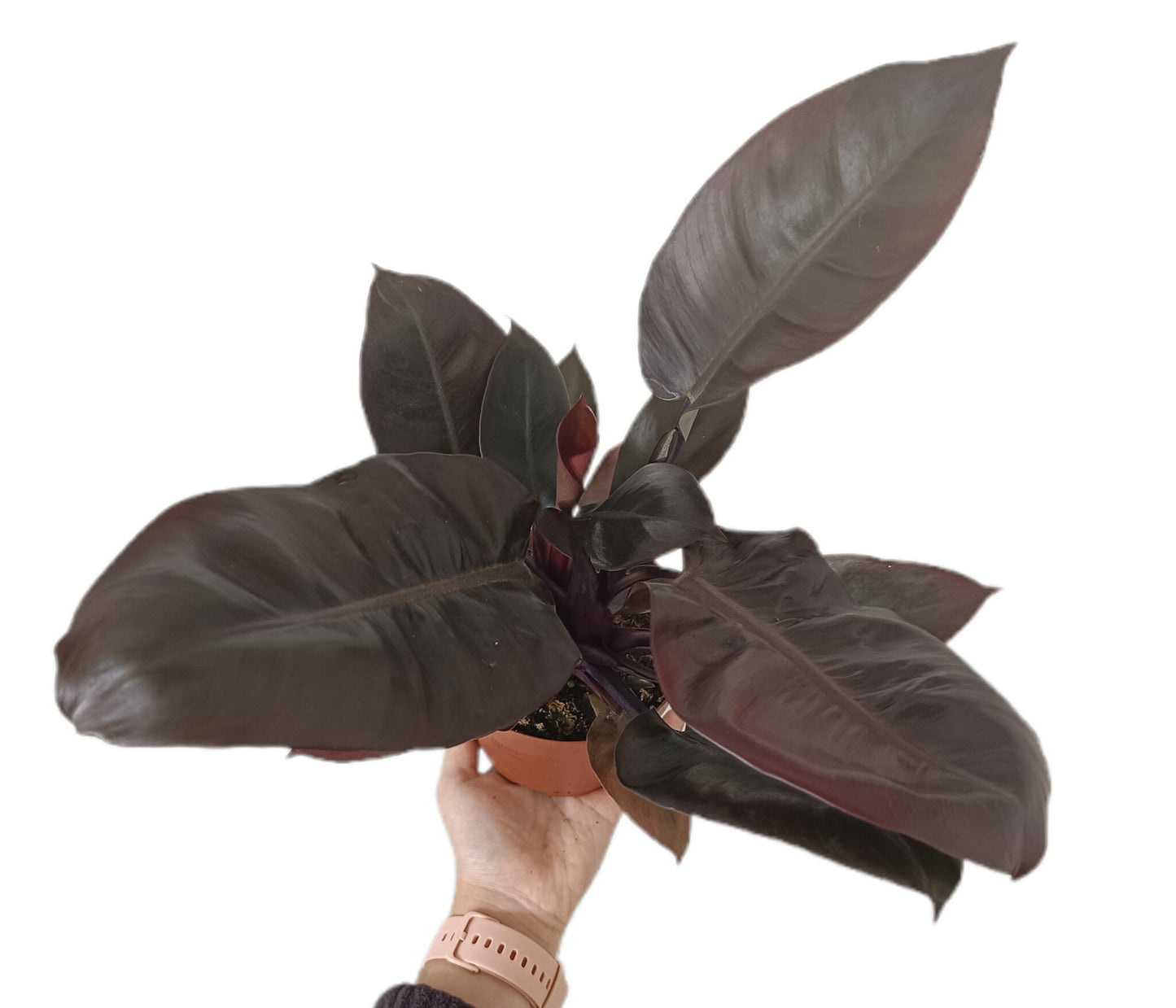 Philodendron Imperial Red M12_1