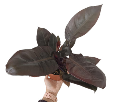 Philodendron Imperial Red M12_1