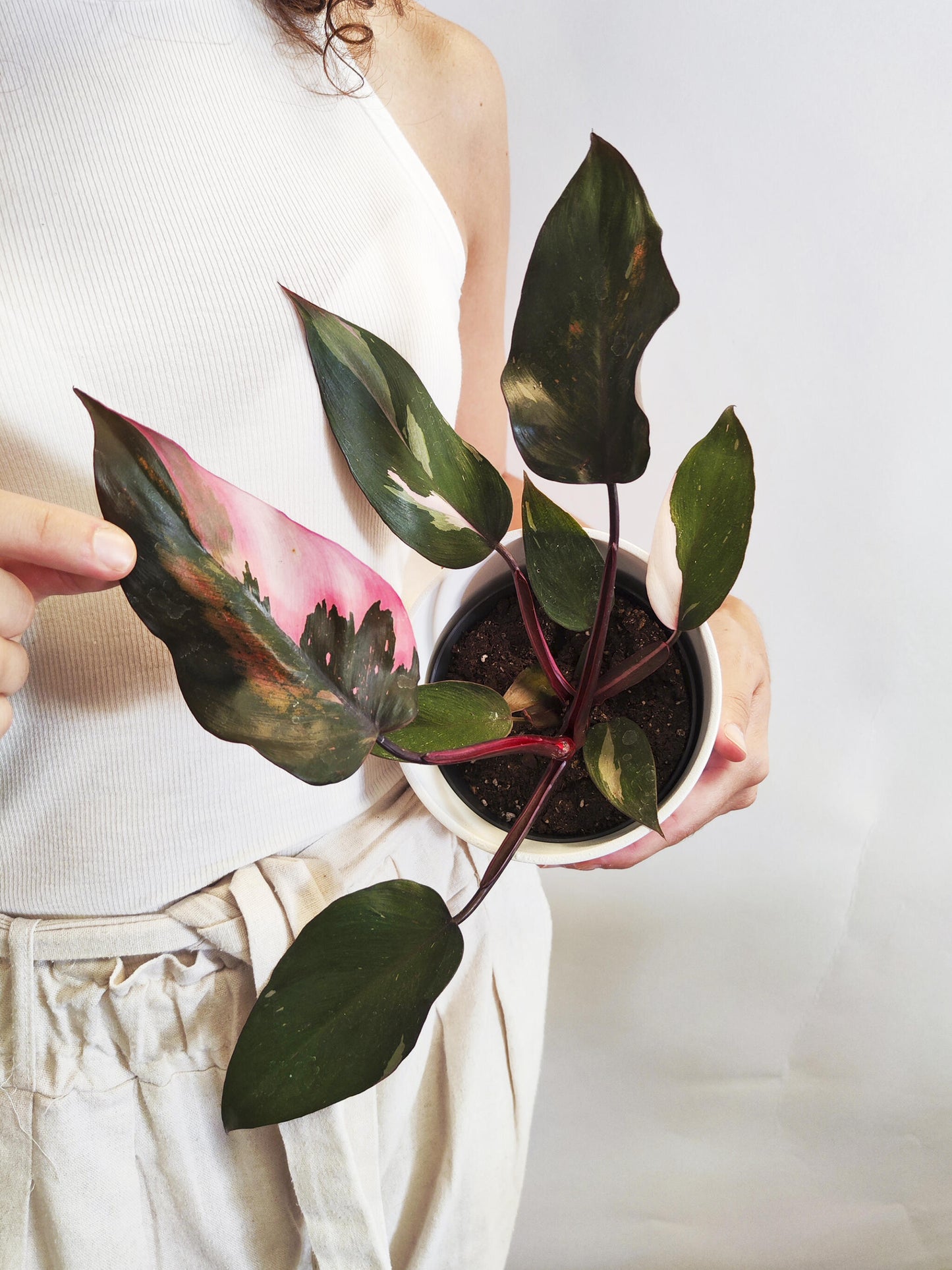 Philodendron Pink Princess_1
