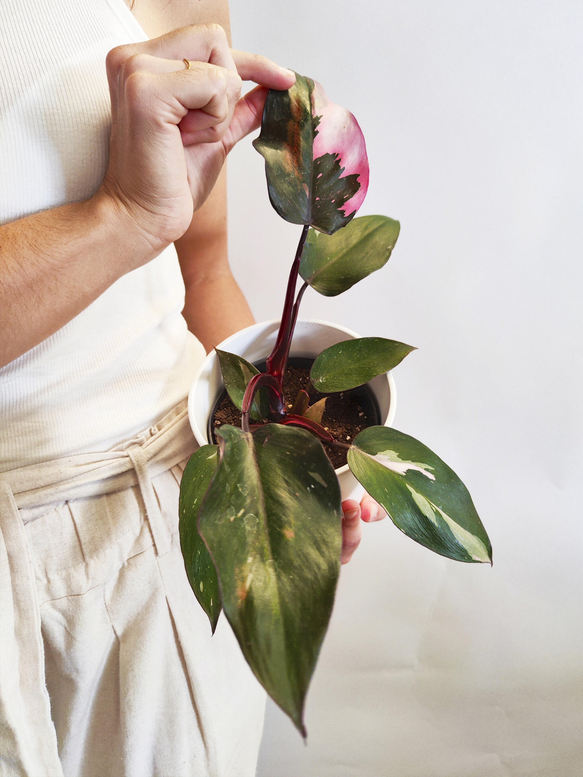 Philodendron Pink Princess_3