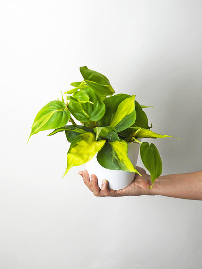 Philodendron Scandens Brasil_0