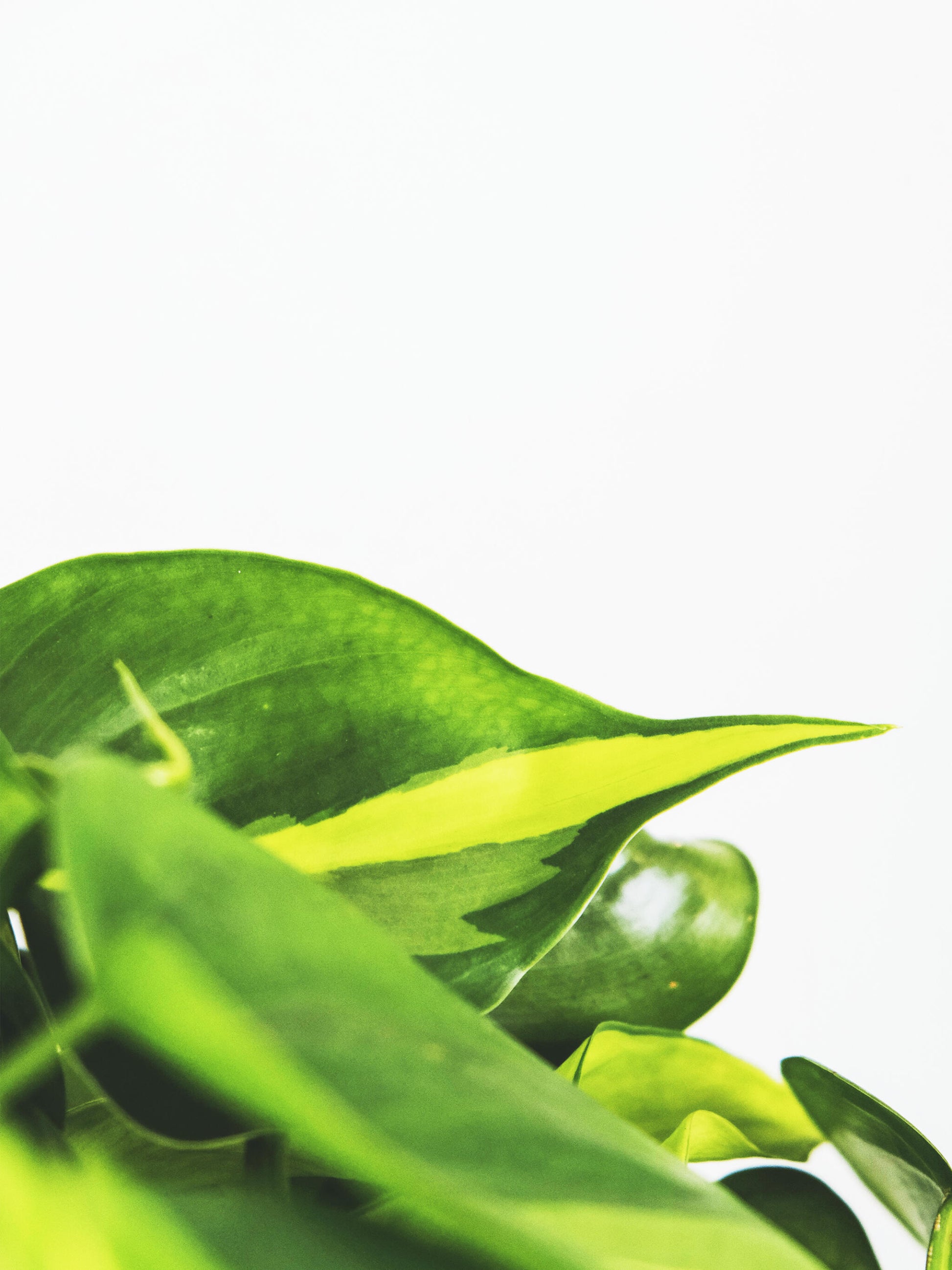 Philodendron Scandens Brasil_1