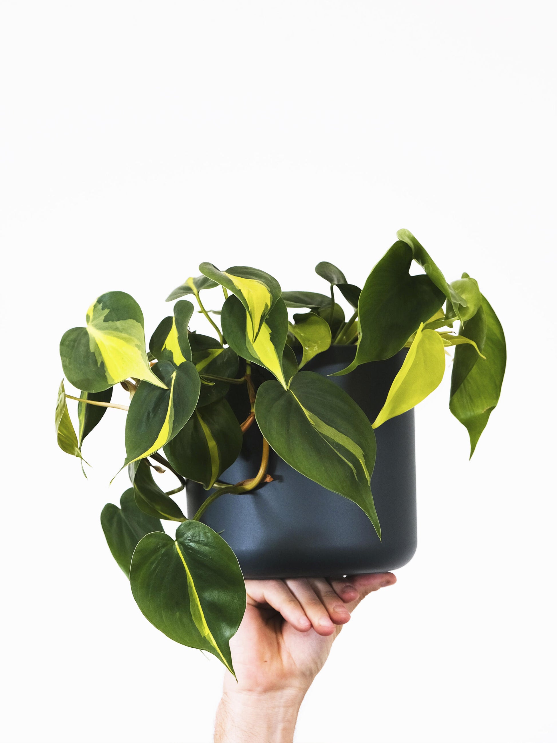 Philodendron Scandens Brasil_2
