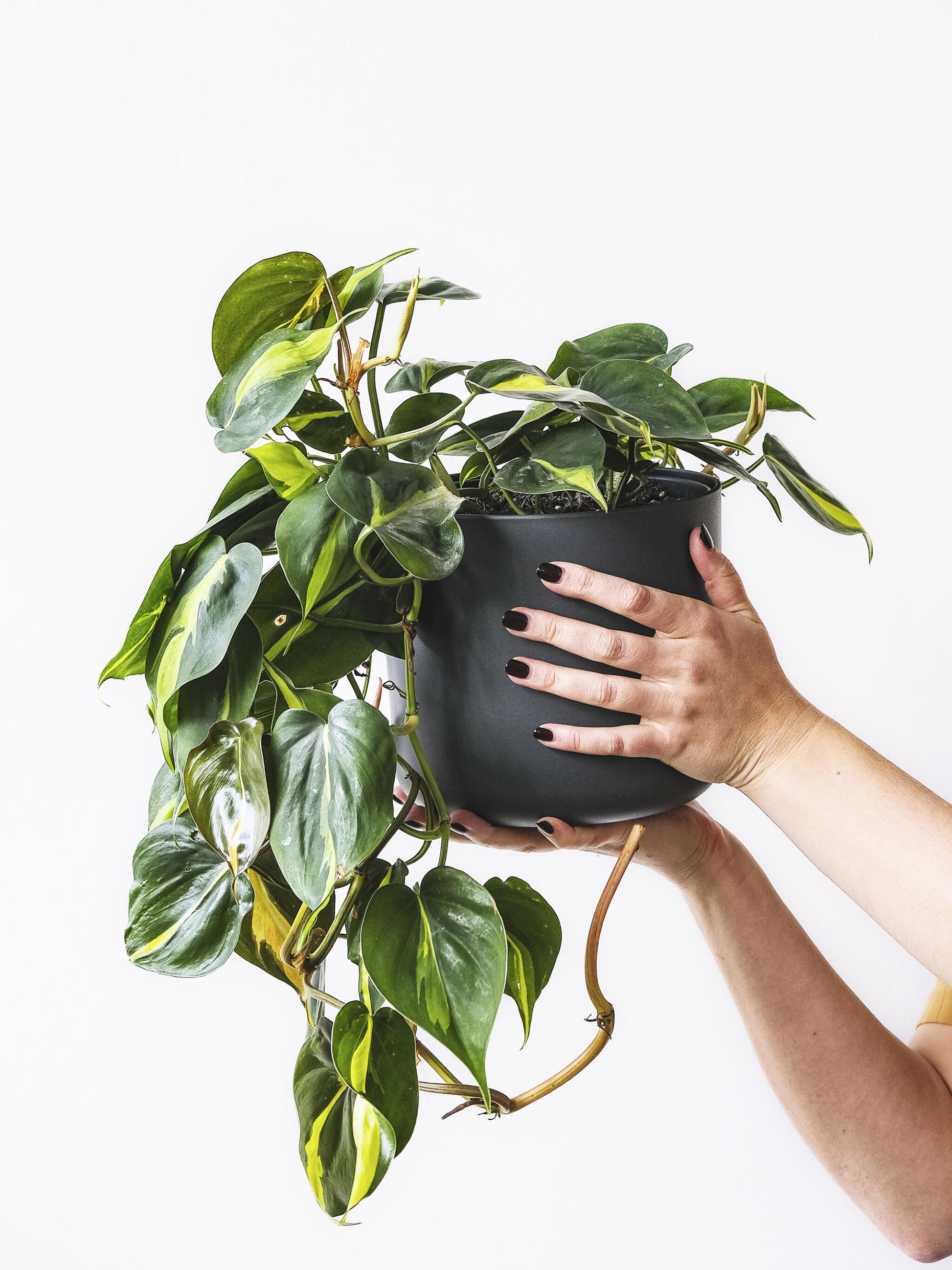 Philodendron Scandens Brasil_3
