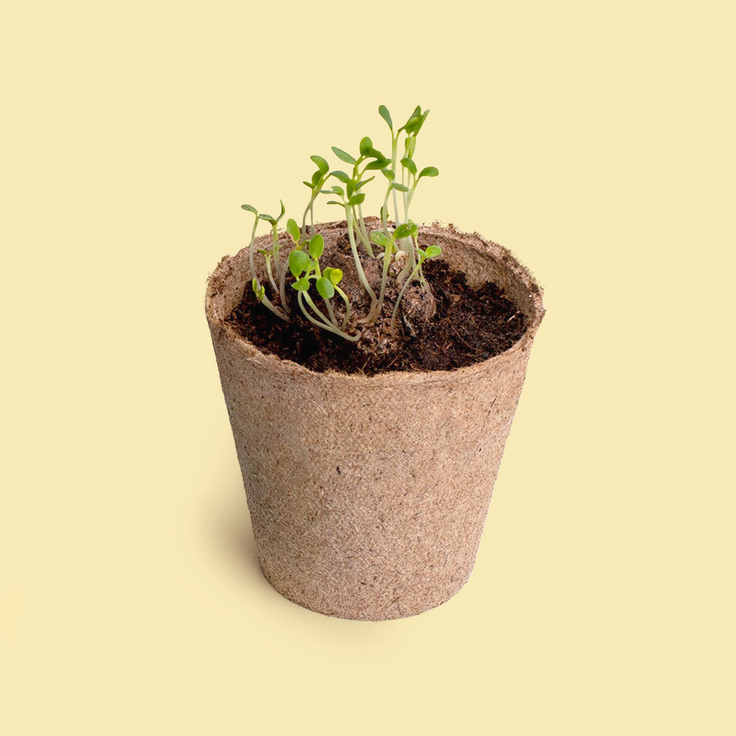 Pide Un Deseo - Kit De Cultivo Diente De León | Semillas, Maceta Y Sustrato | Regalo Original - Resetea_2