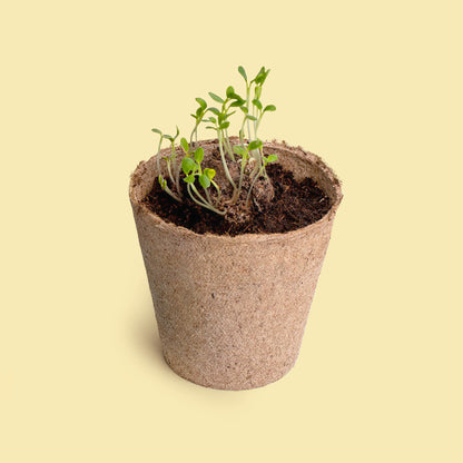 Pide Un Deseo - Kit De Cultivo Diente De León | Semillas, Maceta Y Sustrato | Regalo Original - Resetea_2