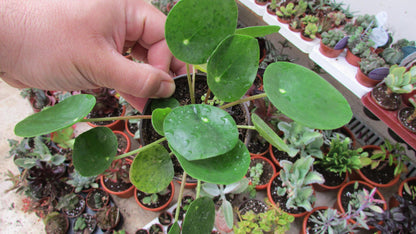 Pilea Peperomia Planta China Suerte Ø5 Cm Mini_0