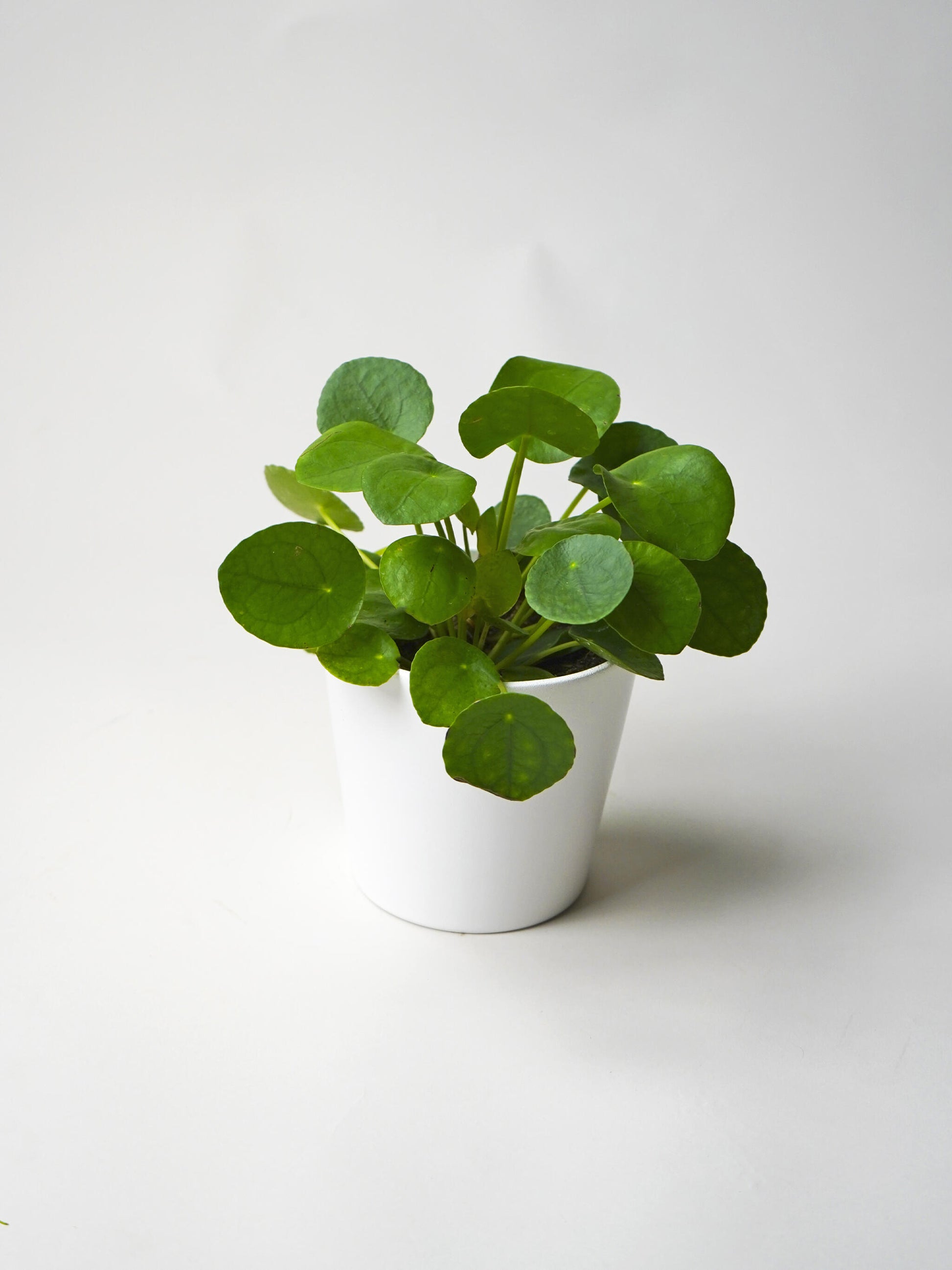 Pilea Peperomioides | Altura 25cm - Maceta 12cm_0