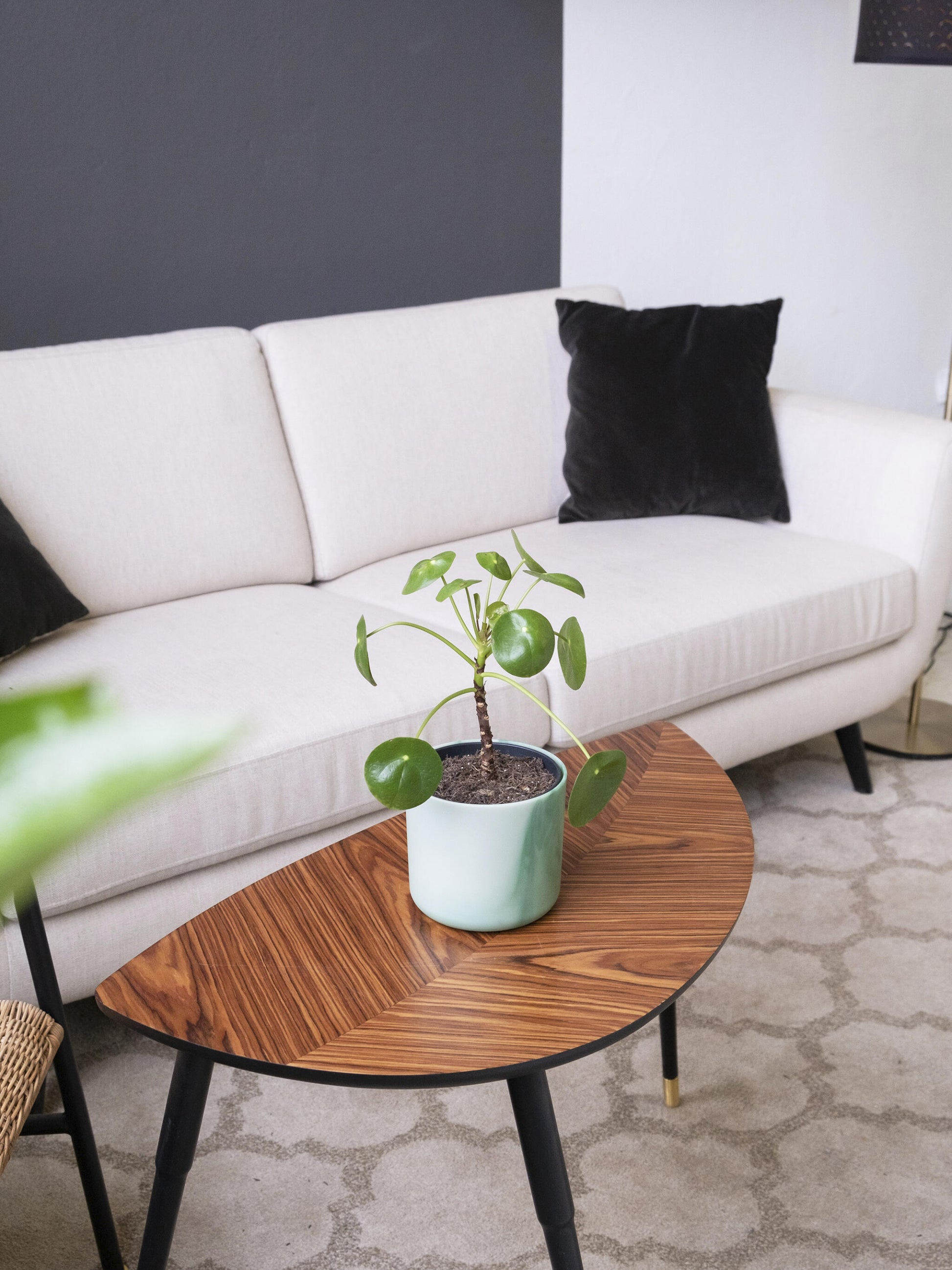 Pilea Peperomioides | Altura 25cm - Maceta 12cm_3