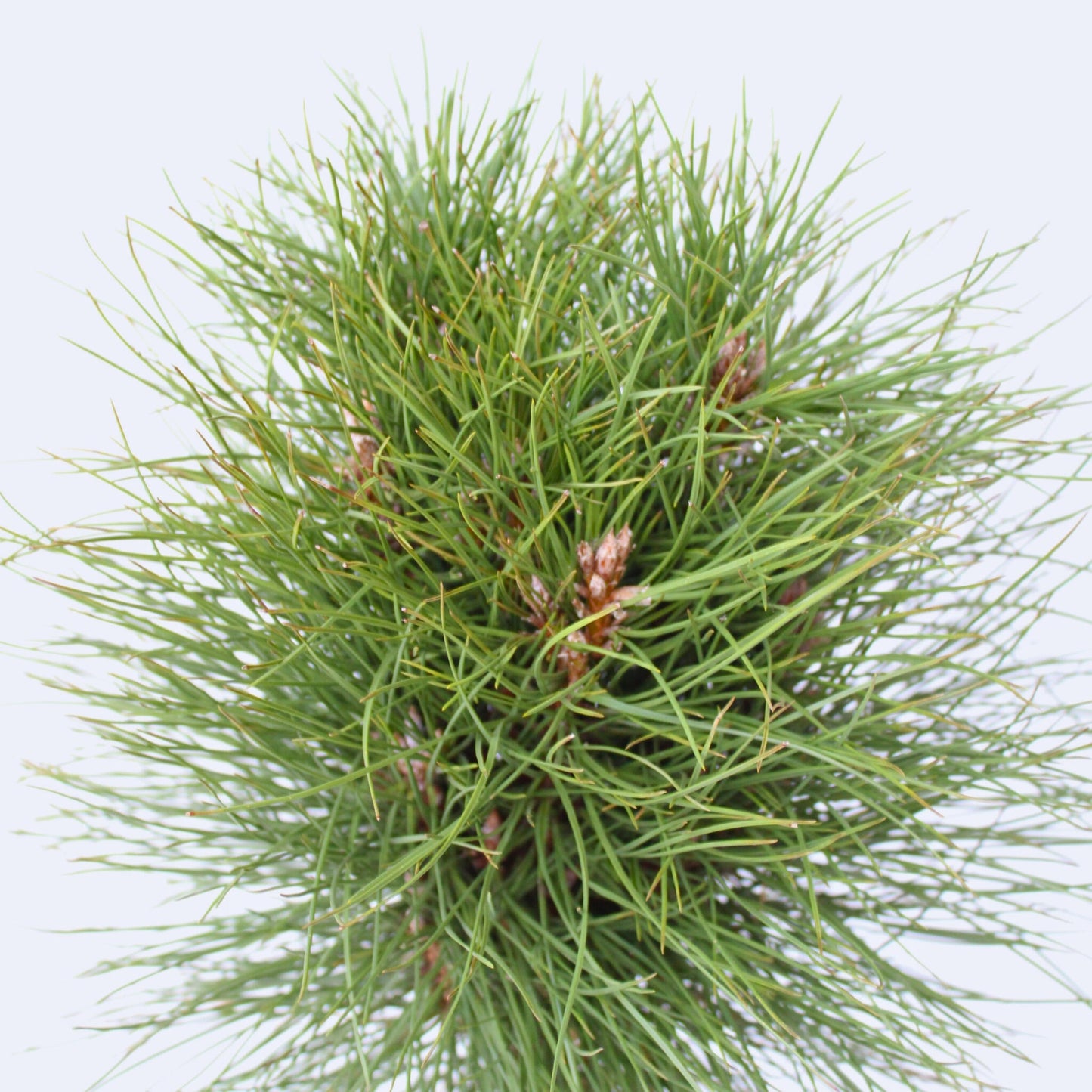 Pino Enano - Pinus 'summer Breeze' - Altura 70-80cm - ⌀24cm_3