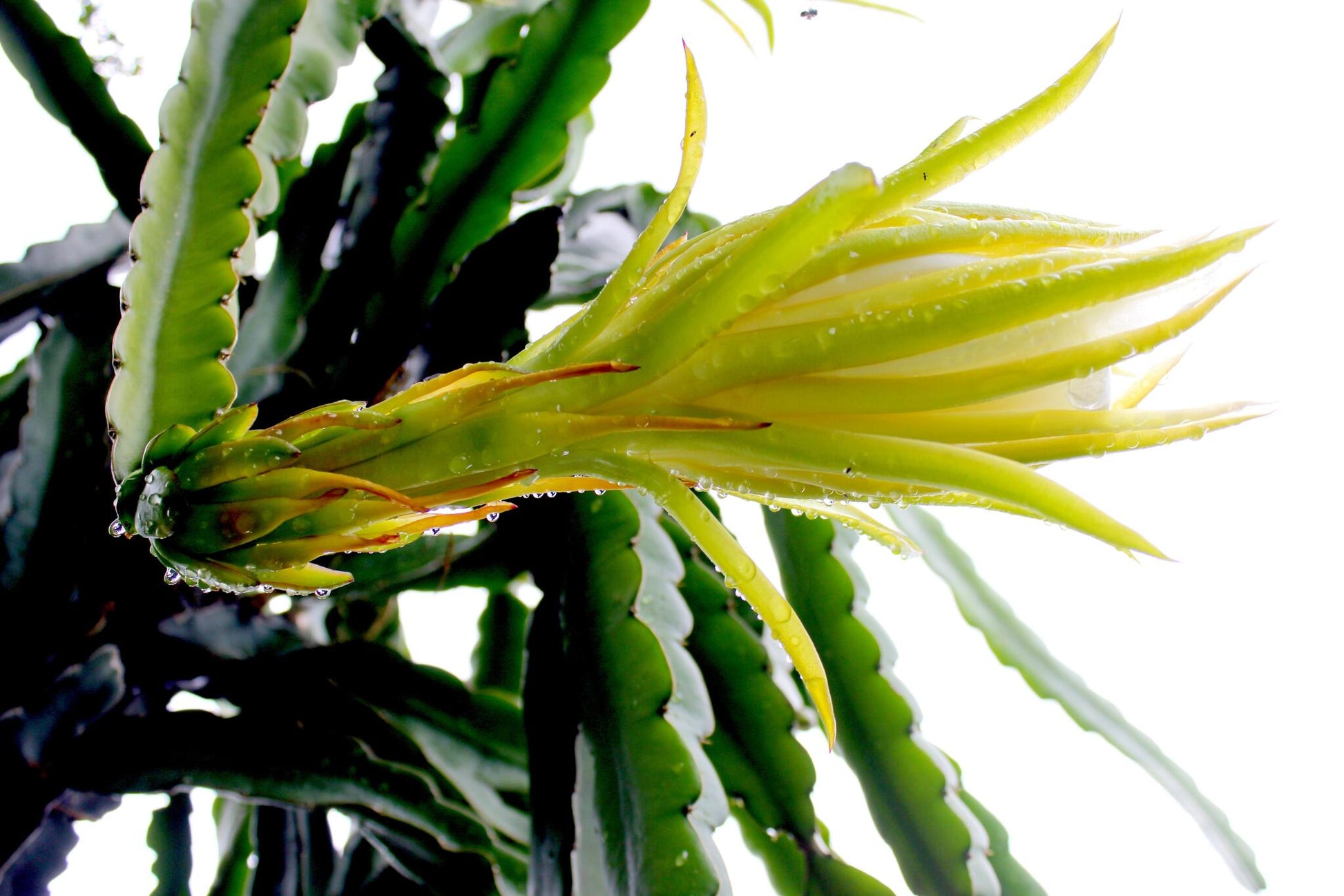 Pitahaya (pitaya) Amarilla Con Pulpa Blanca (4 Kg) Recién Recogidas De Nuestros Invernaderos, 14 Horas Antes De Ser Mandadas, Del Campo A Tu Mesa_1