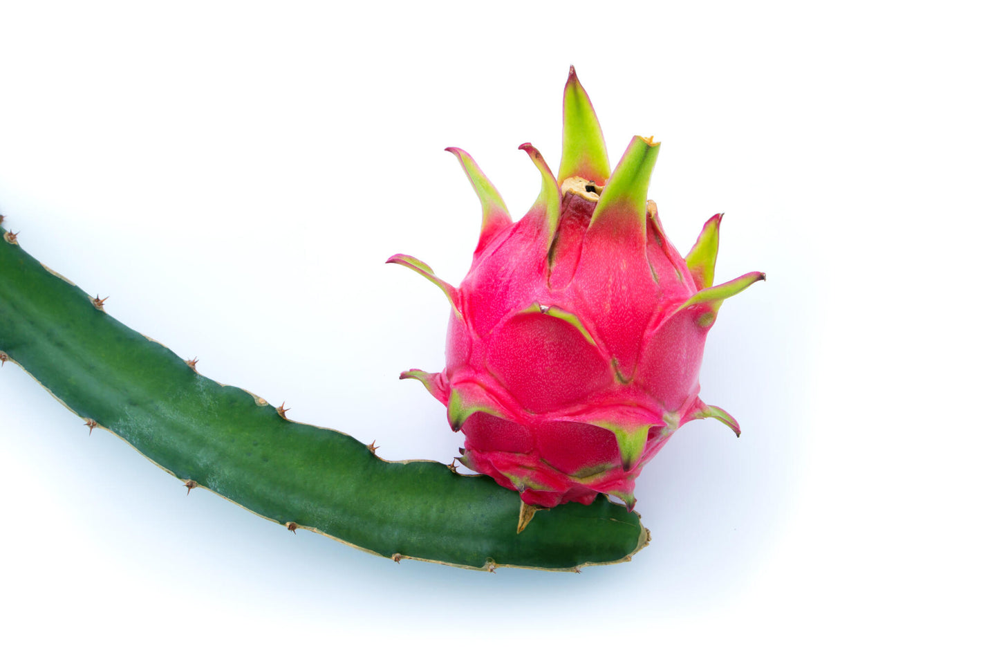 Pitahaya (pitaya) Roja Con Pulpa Blanca (4 Kg) Recién Recogidas De Nuestros Invernaderos, 14 Horas Antes De Ser Mandadas, Del Campo A Tu Mesa_3