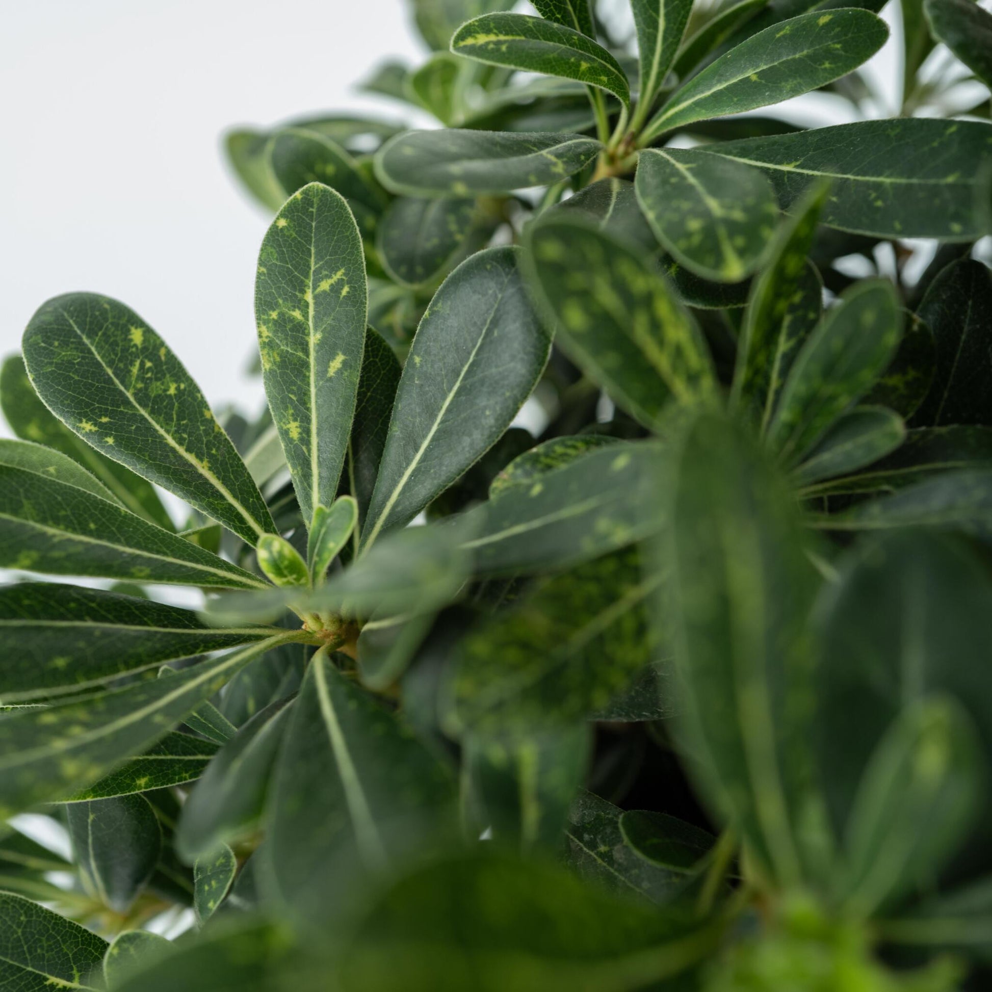 Pitósporo Rastrero - Pittosporum Tobira Nanum - Altura 30-40cm - ⌀19cm_3