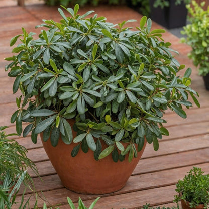 Pitósporo Rastrero - Pittosporum Tobira Nanum - Altura 30-40cm - ⌀19cm_4