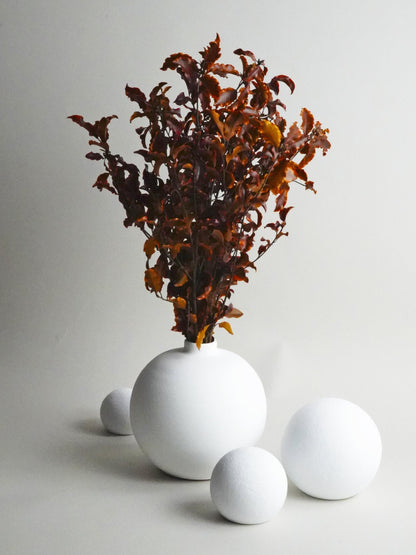 Pittosporino Preservado_0