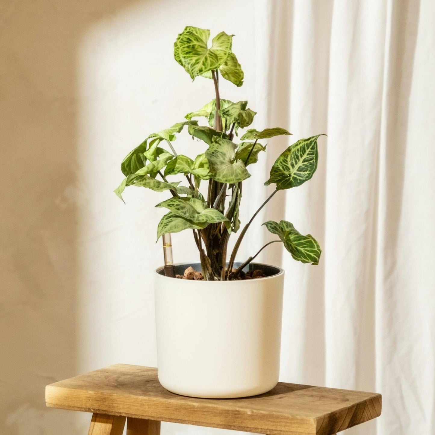 Planta Cabeza De Flecha - 3 Pzs - Syngonium 'pixie' - Altura 25-40cm - ⌀12cm_1