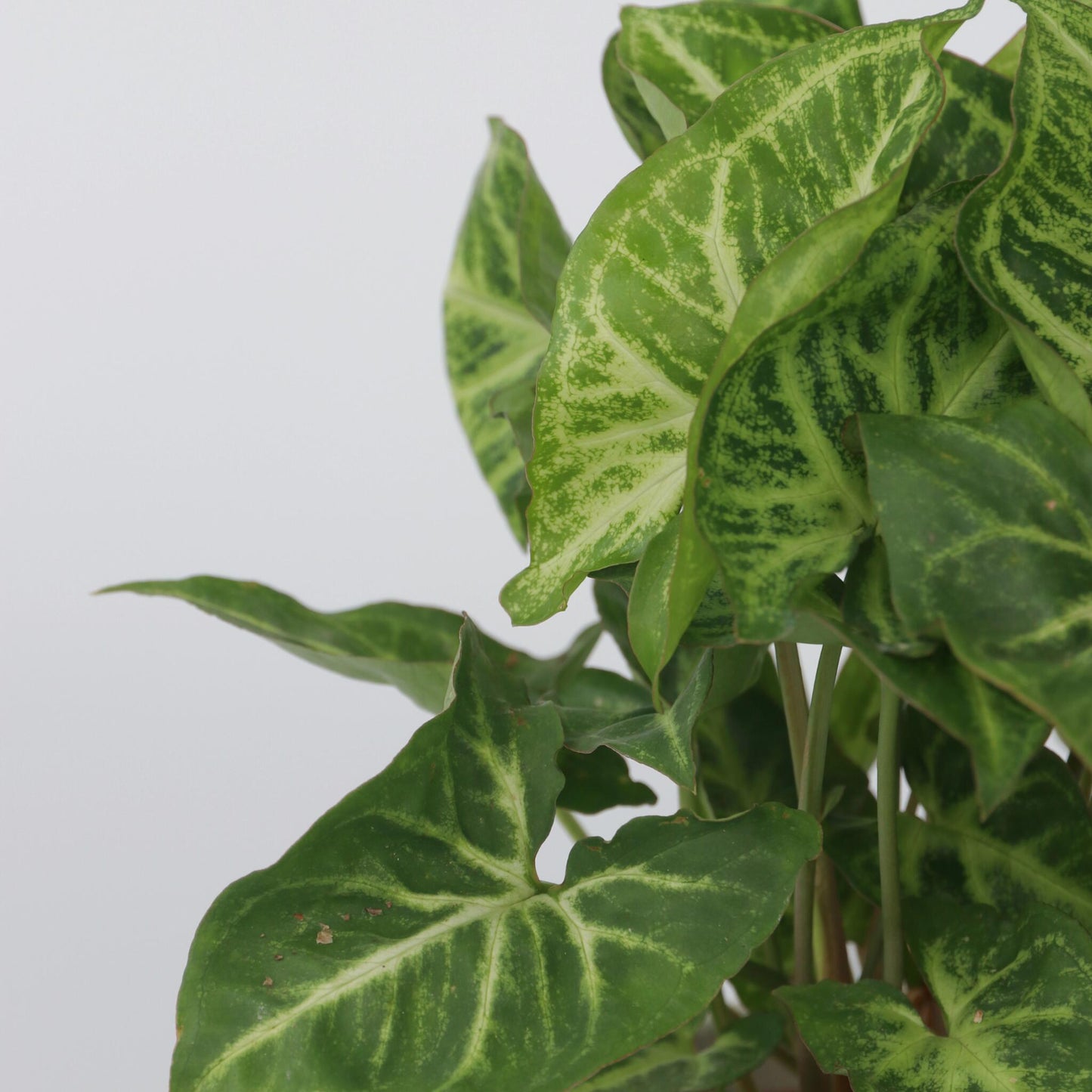 Planta Cabeza De Flecha - 3 Pzs - Syngonium 'pixie' - Altura 25-40cm - ⌀12cm_3