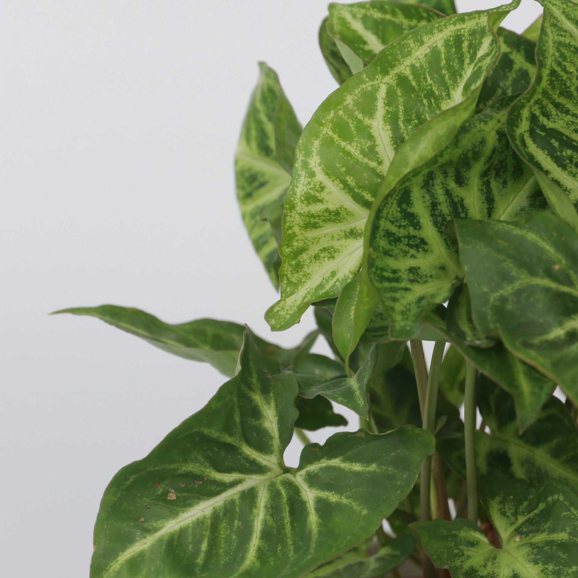 Planta Cabeza De Flecha - 3 Pzs - Syngonium 'pixie' - Altura 25-40cm - ⌀12cm_3