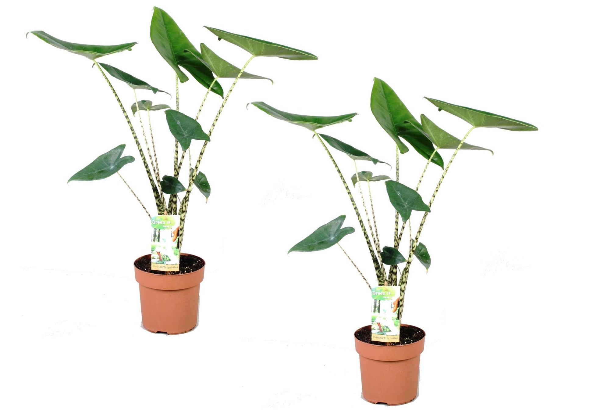 Planta Cebra - 2 Pzs - Alocasia 'zebrina' - Altura 60-70cm - ⌀17cm_0