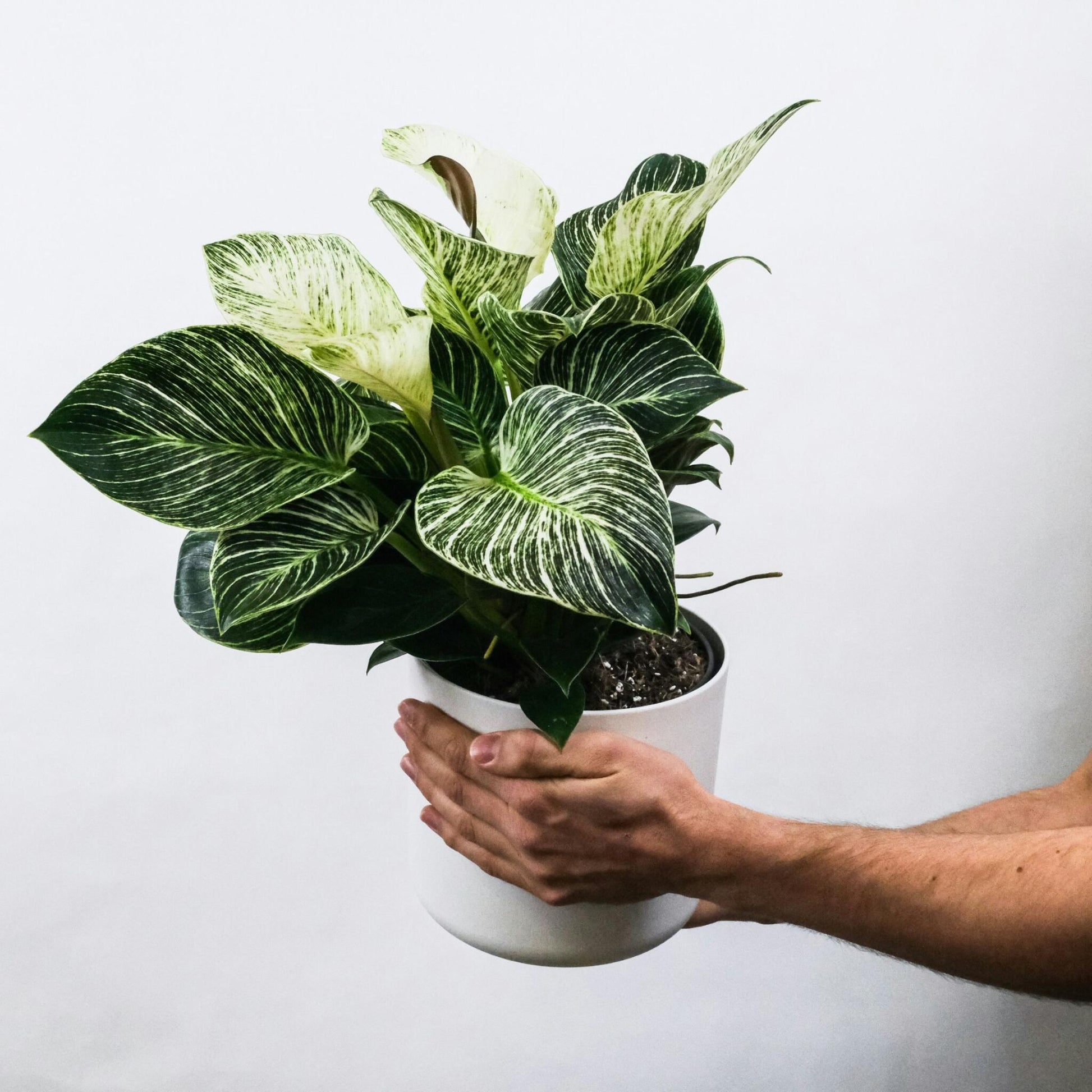 Planta Cebra - 4 Pzs - Aphelandra Squarrosa 'botanica' - Altura 25-45cm - ⌀13cm_1