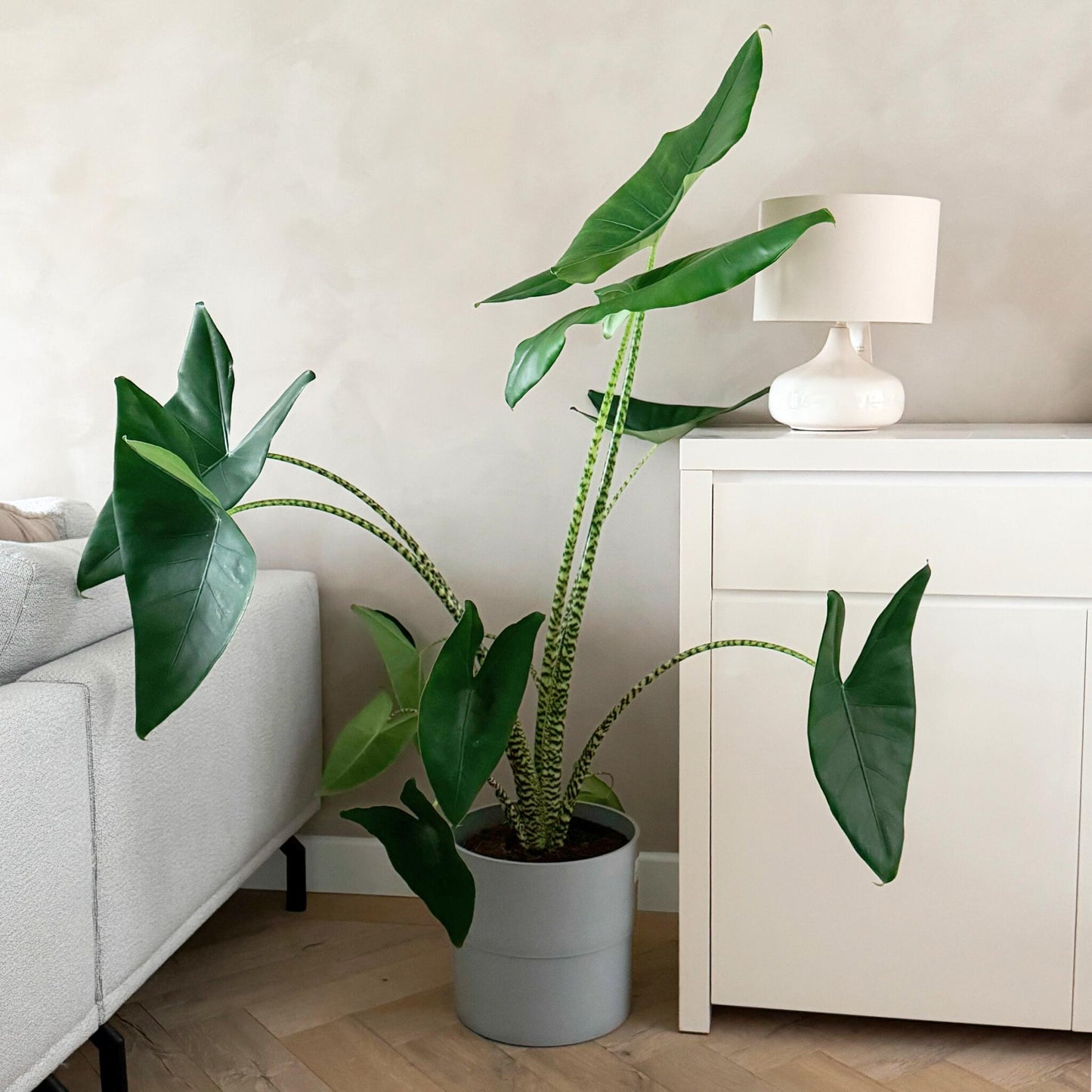 Planta Cebra - Alocasia 'zebrina' - Altura 140-150cm - ⌀32cm_1