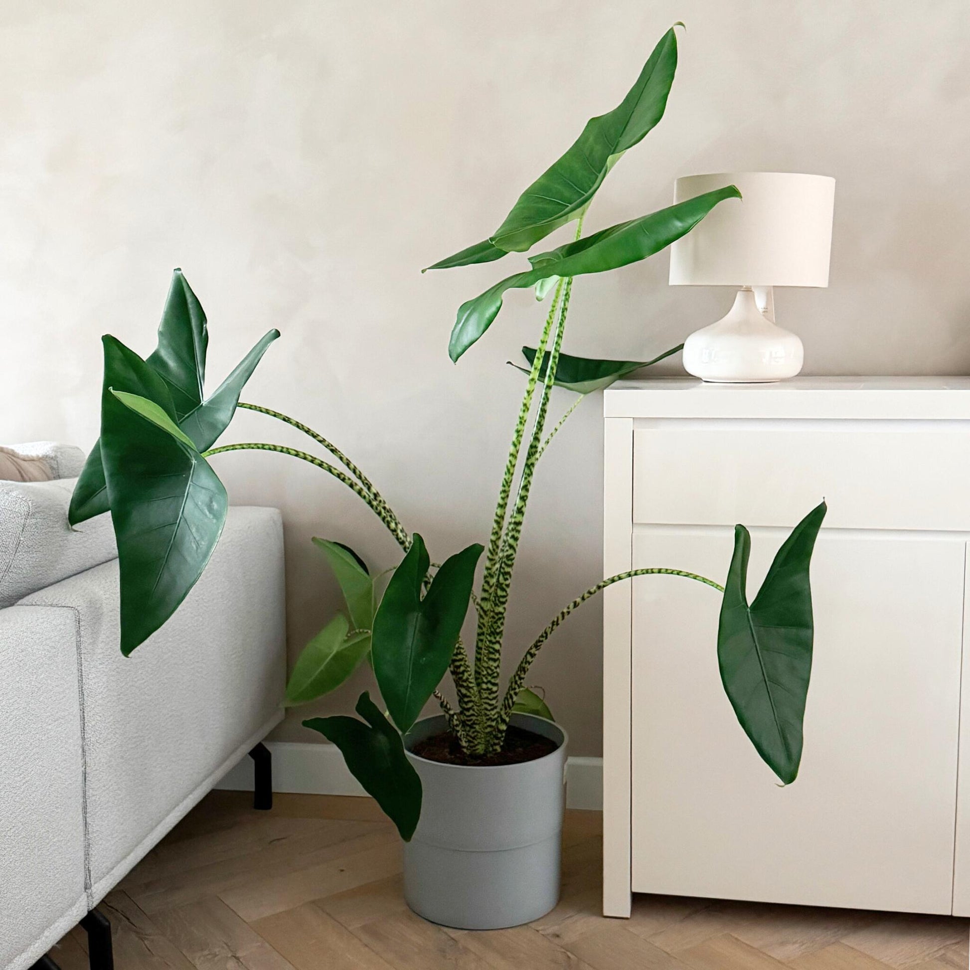 Planta Cebra - Alocasia 'zebrina' - Altura 140-150cm - ⌀32cm_1