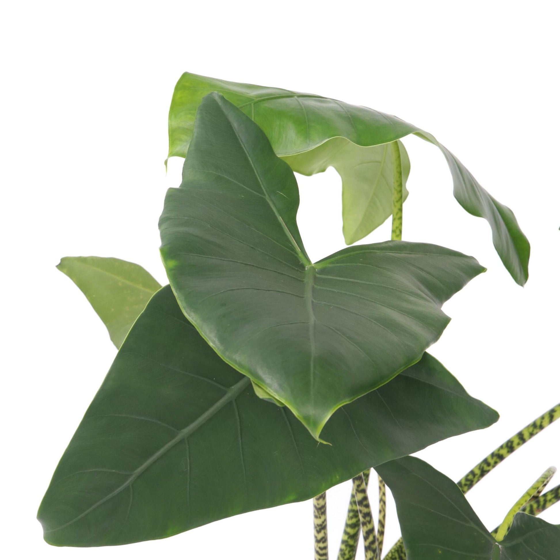 Planta Cebra - Alocasia 'zebrina' - Altura 140-150cm - ⌀32cm_3