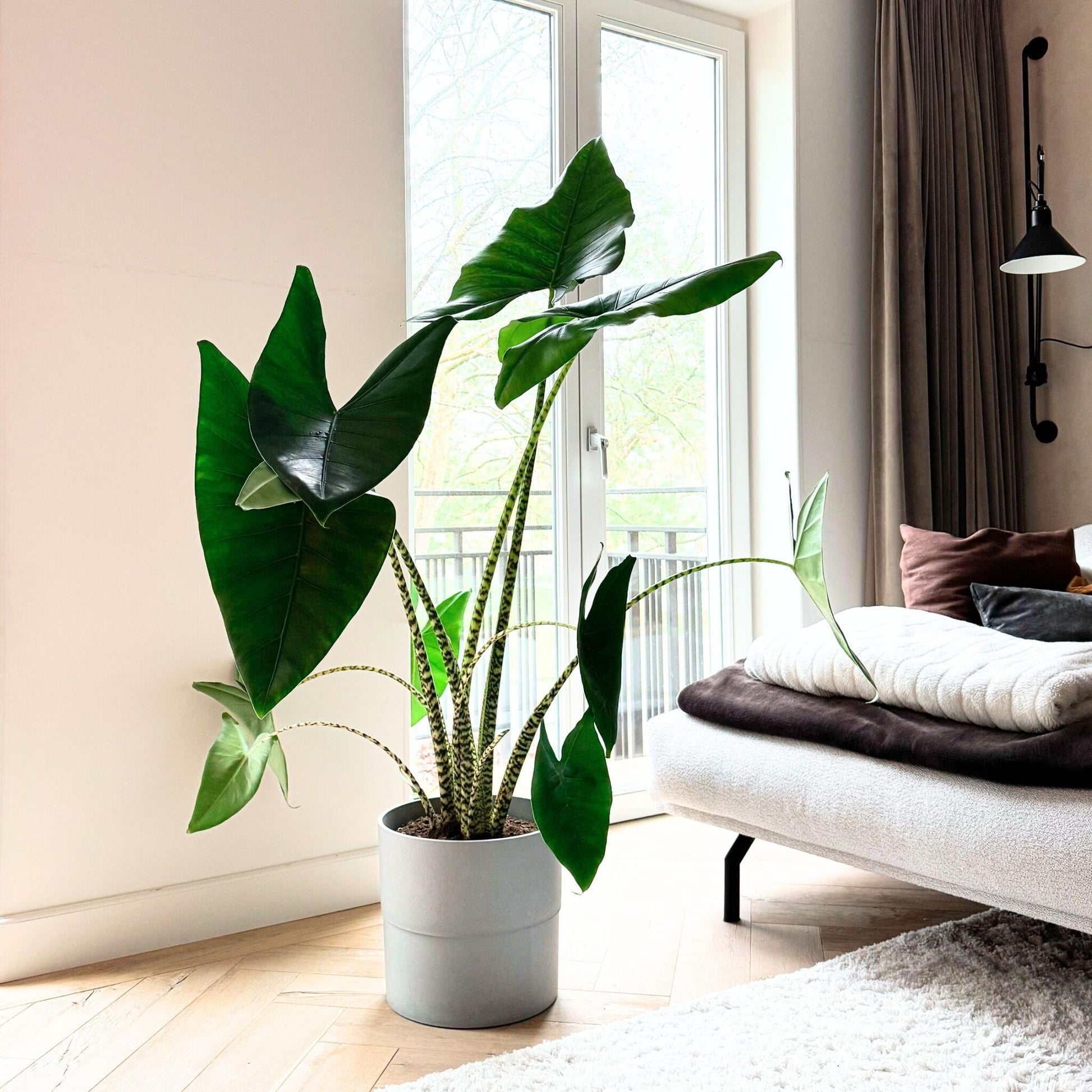 Planta Cebra - Alocasia 'zebrina' - Altura 140-150cm - ⌀32cm_4