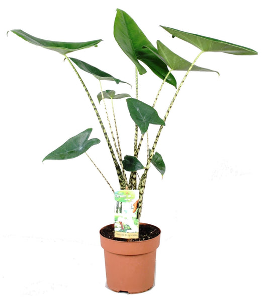 Planta Cebra - Alocasia 'zebrina' - Altura 60-70cm - ⌀17cm_0