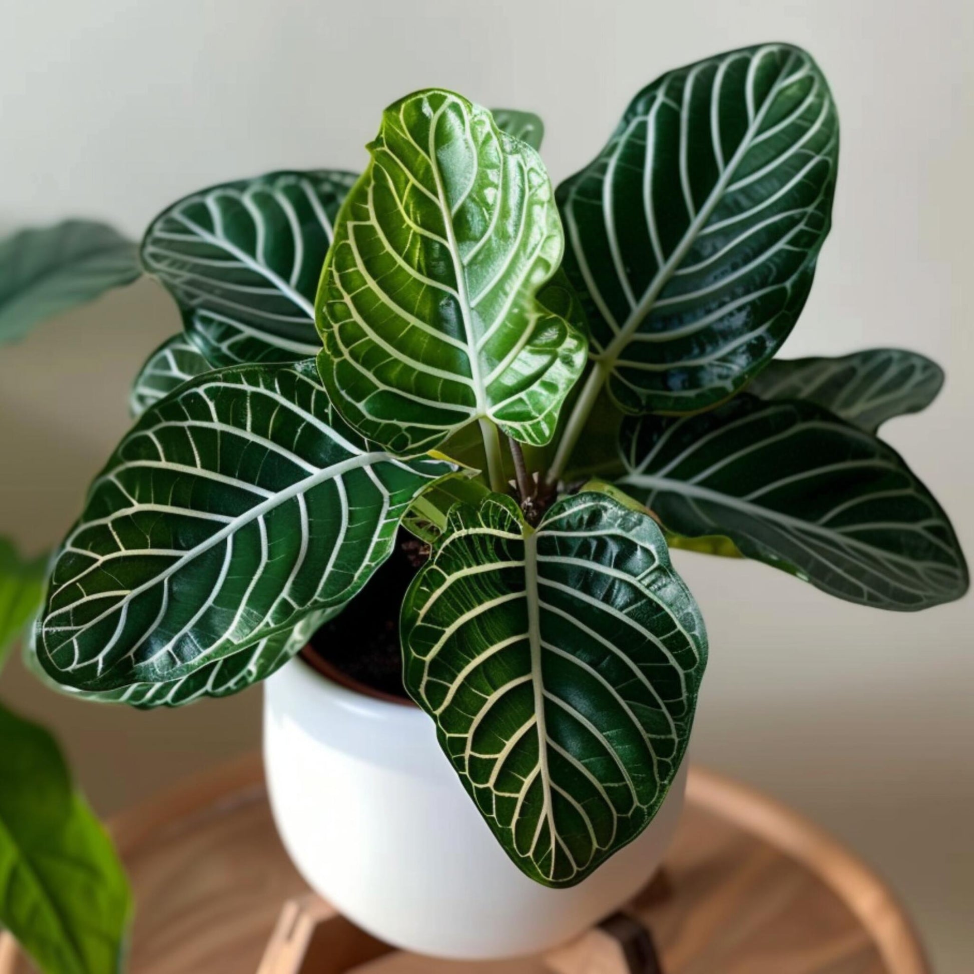 Planta Cebra - Aphelandra Squarrosa 'botanica' - Altura 25-45cm - ⌀13cm_1