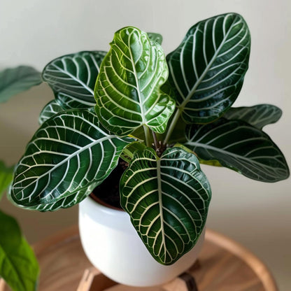 Planta Cebra - Aphelandra Squarrosa 'botanica' - Altura 25-45cm - ⌀13cm_1