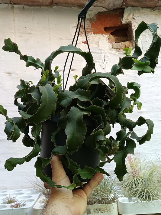 Planta Colgante Ephyphillum Guatemalensis Monstruosa Ø17_0