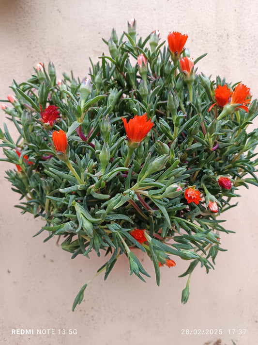Planta Colgante Mesem Flor Naranja Fuerte Ø17_0