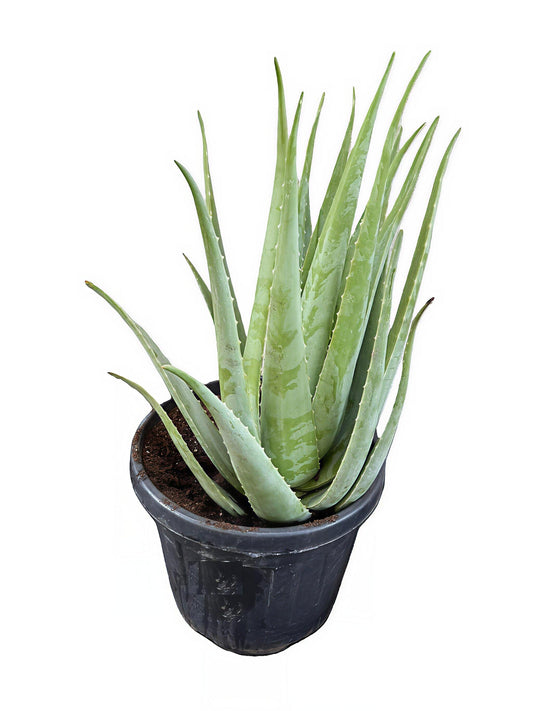 Planta De Aloe Vera Ecológica. Tamaño Mínimo De Las Pencas 60 Cm. Maceta 30 Cm. Planta De Más 23 Años_0