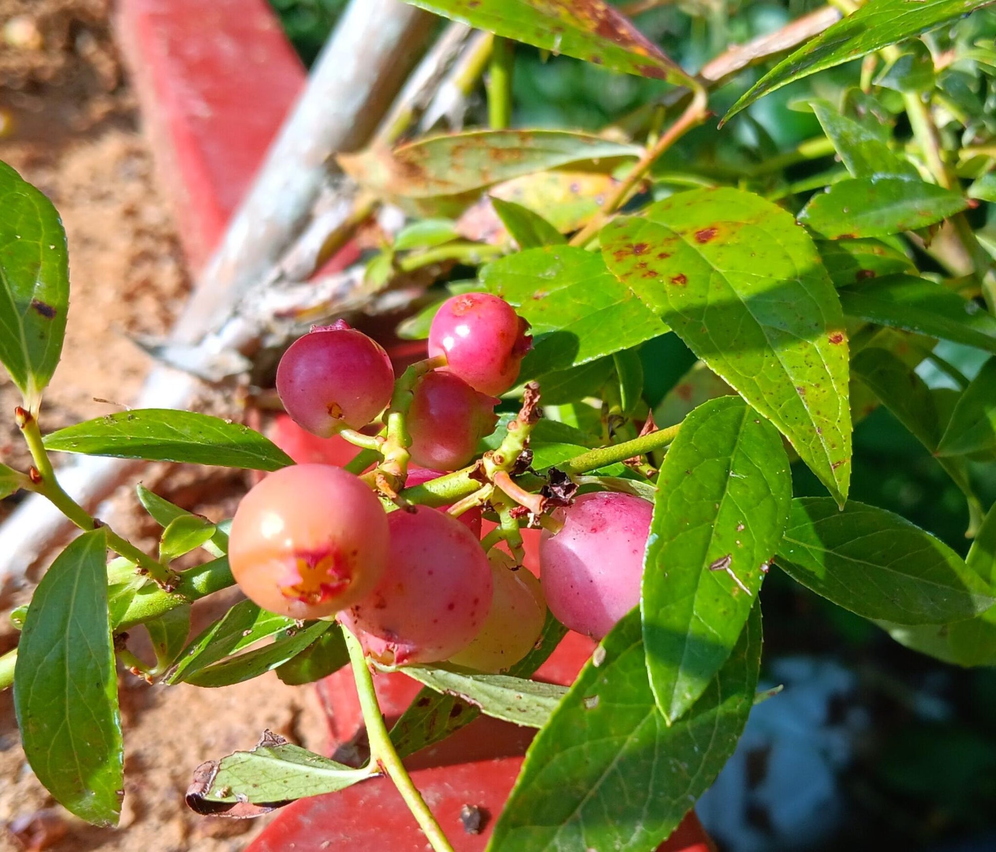 Planta De Arándano Rosa XL - Cosecha Inmediata_1