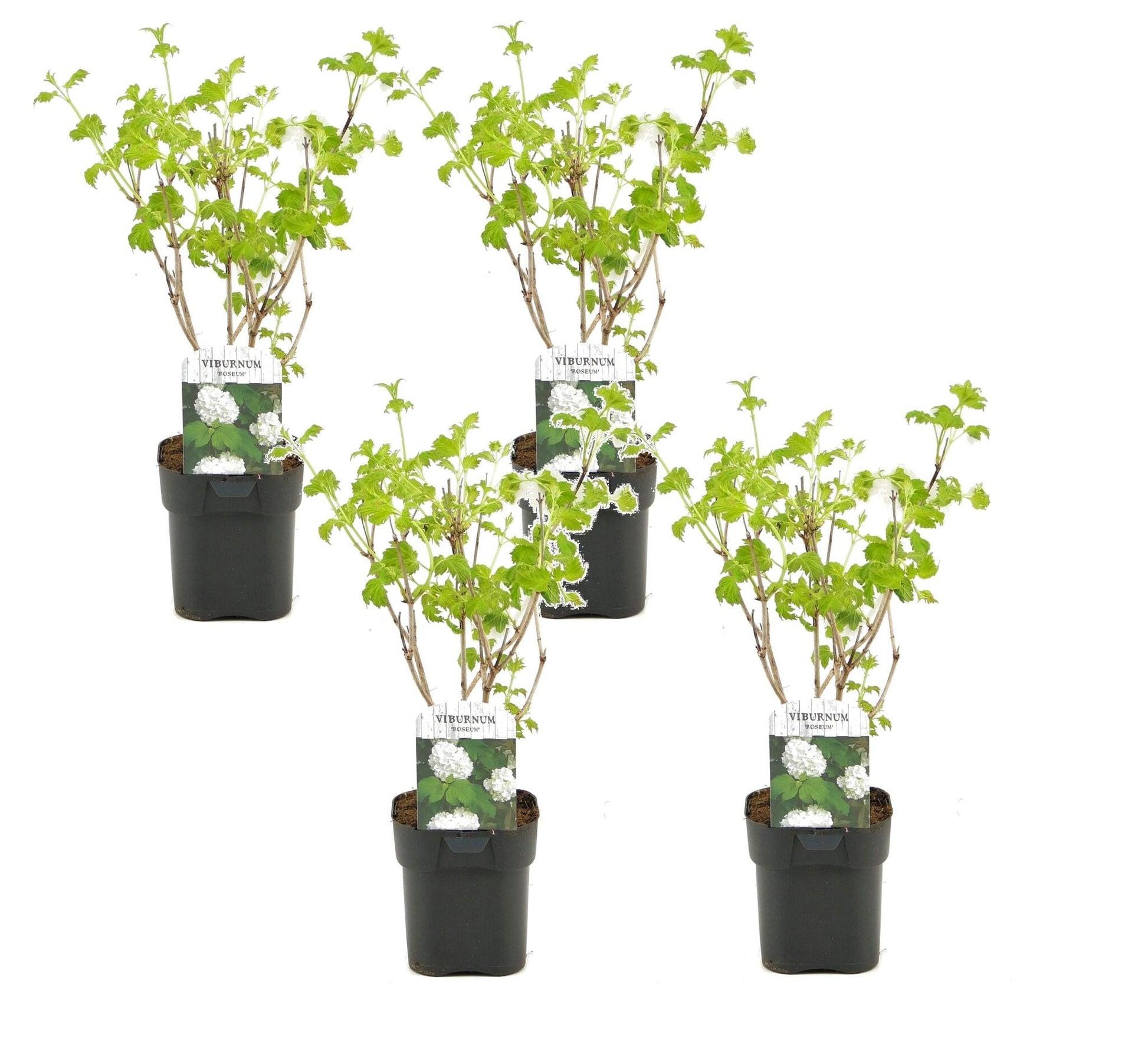 Planta De Bola De Nieve - 4 Pzs - Viburnum 'roseum' - Altura 25-40cm - ⌀17cm_0
