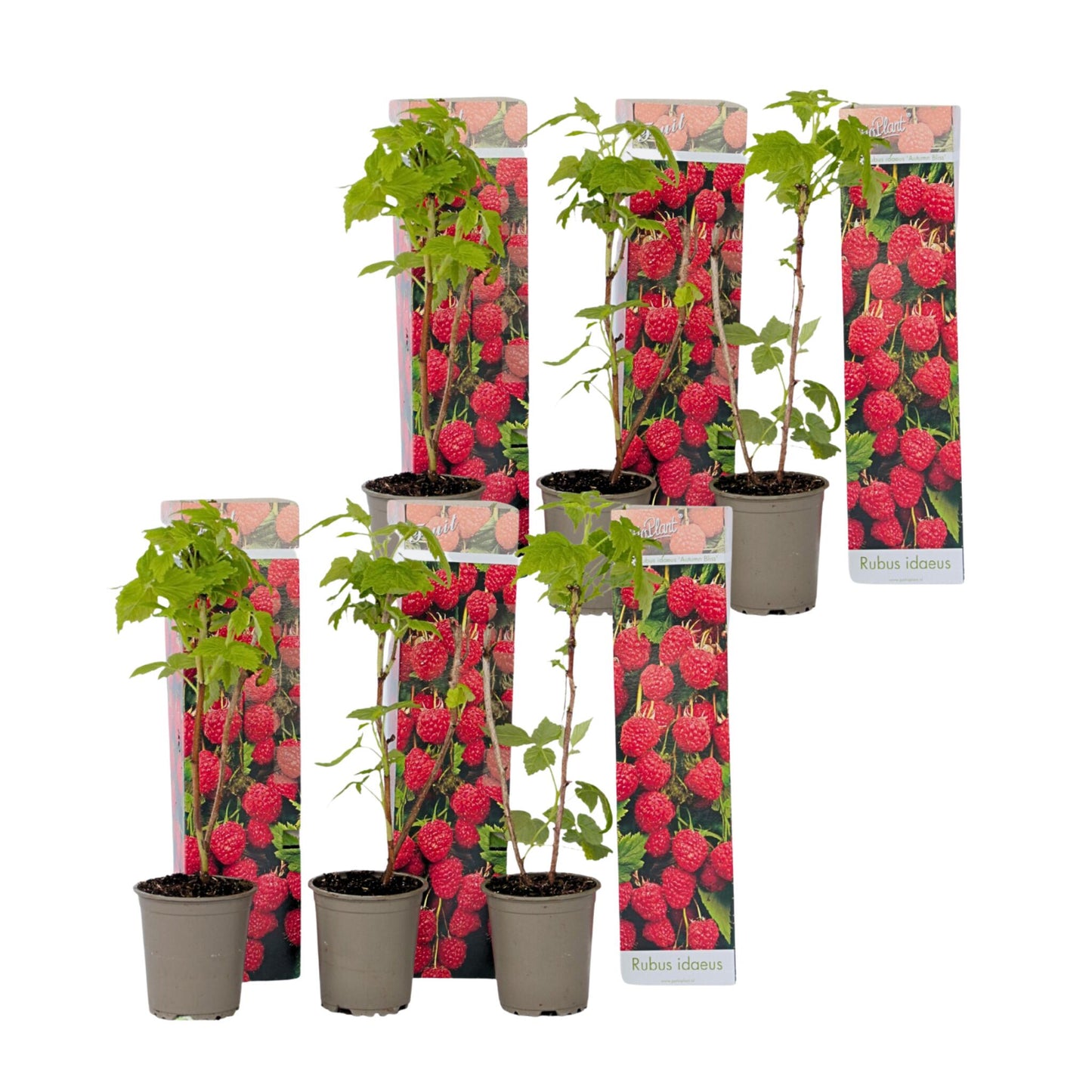 Planta De Frambuesa - 6 Pzs - Rubus Ideaus 'autumn Bliss' - A25-40cm - ⌀9cm_0