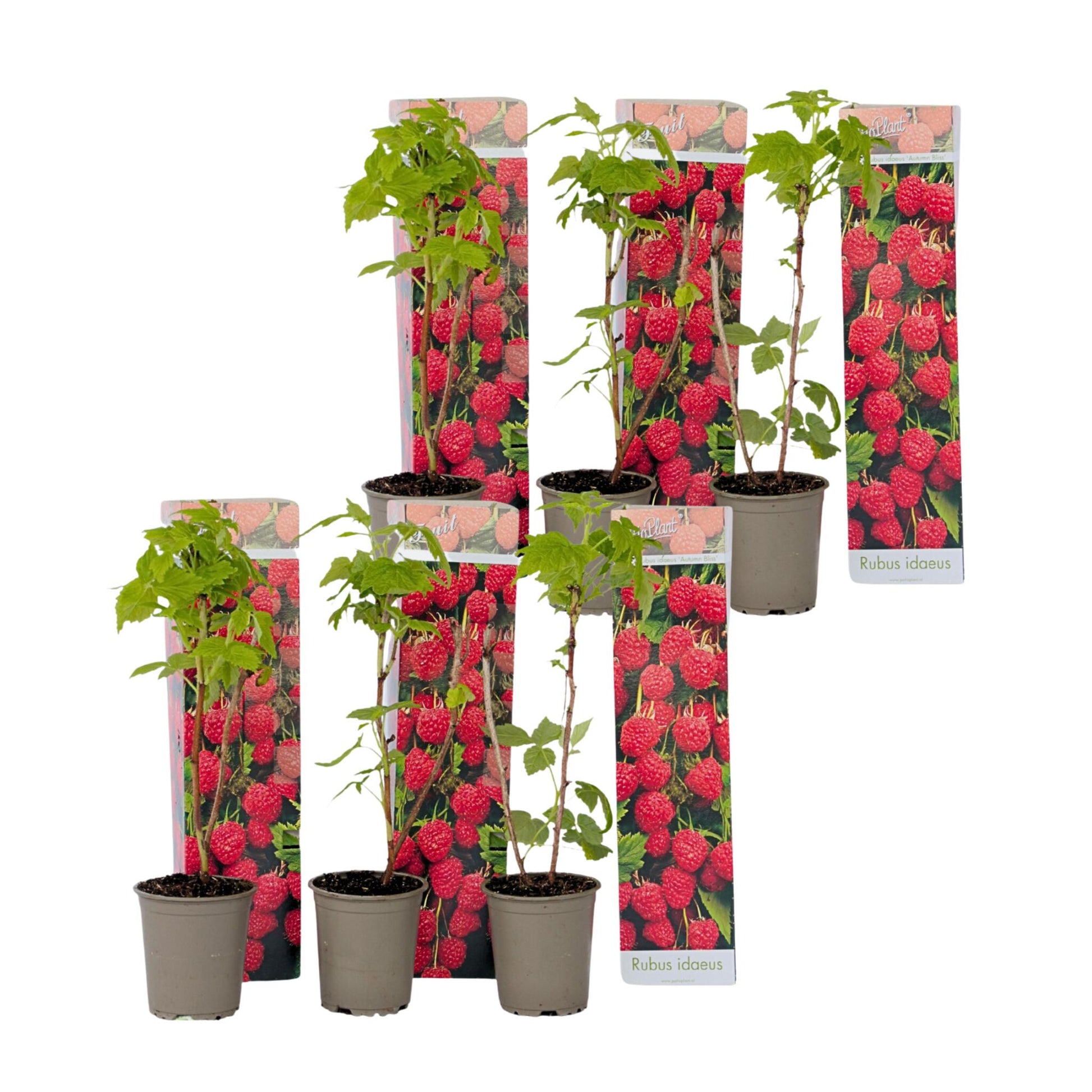Planta De Frambuesa - 6 Pzs - Rubus Ideaus 'autumn Bliss' - A25-40cm - ⌀9cm_0
